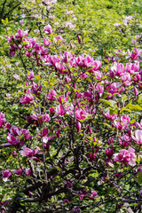 Fototapeta premium Pink magnolia tree