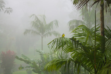 Fototapety  Mały żółty ptak siedzi na liściu palmy w bujnym tropikalnym lesie deszczowym w Kostaryce