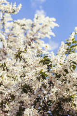 Spring tree with white flowers