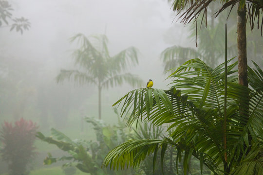 Fototapeta A small yellow bird sits atop a palm tree frond in a lush tropical rain forest in Costa Rica