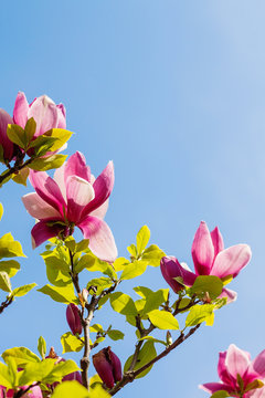Fototapeta Blossoming of pink magnolia flowers in spring time