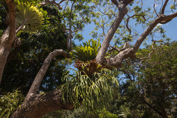 epiphytic bromeliads growing on tree © Patrik Stedrak