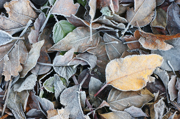 Leaves lay frozen on the ground
