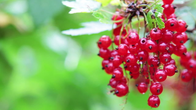 Juicy red currant berries hanging on branch, copyspace

