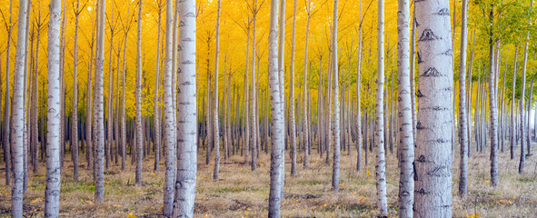 Panele Szklane Podświetlane  Piękne liście drzew zmieniają się jesienią