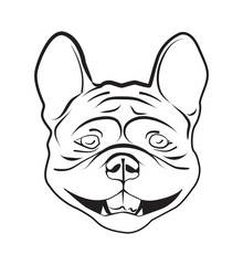 head of french bulldog