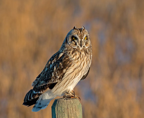 Short-eared Owl