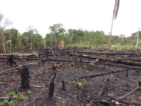 Fototapeta Deforestation rainforest by burning, Amazonian Brazil. Photos taken on February 2, 2016