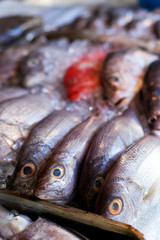 Lapu-lapu, red snapper and tuna, seafood on market