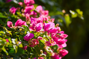 what flowers grow on the beaches of Egypt?