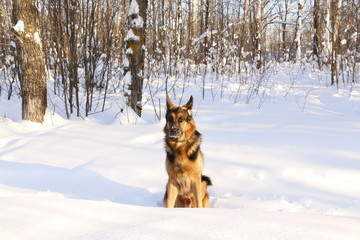 Собака немецкая овчарка на снегу в лесу зимним солнечным днем