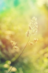 Blade of grass on a background sunshine summer