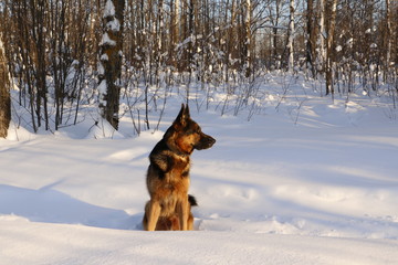 Собака немецкая овчарка на снегу в лесу зимним солнечным днем