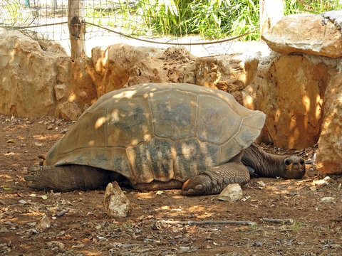 Turtle resting in the shade