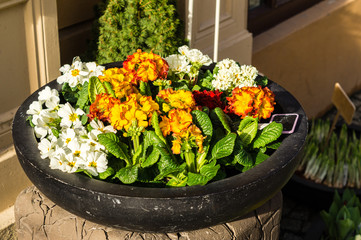 Primeln, Frühlingsblüher Schale