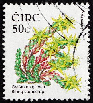 Postage stamp Ireland 2008 Biting Stonecrop, Flowering Plant