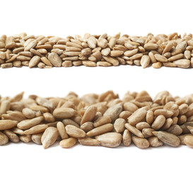Line of sunflower seeds isolated