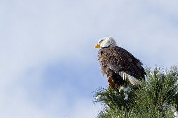 American Bald Eagle