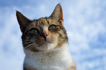 Close up of a calico cat