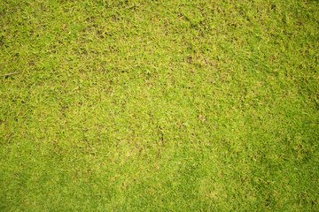 Green grass texture.