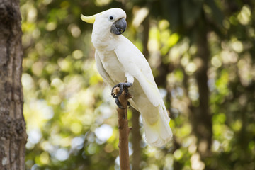 White Cockatoo