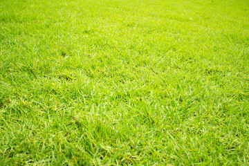 Green grass texture.