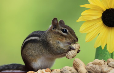 Adorable and cute Eastern Chipmunk about to eat a peanut and standing next to a lemon sunflower with green background
