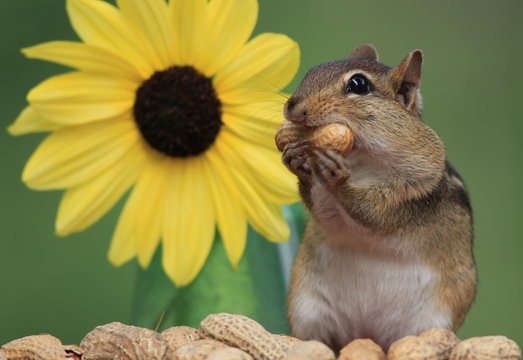 Adorable and cute Eastern Chipmunk eating a peanut next to a lemon sunflower with green background