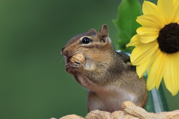 Adorable and cute Eastern Chipmunk with peanut held up to mouth standing next to a lemon sunflower with green background