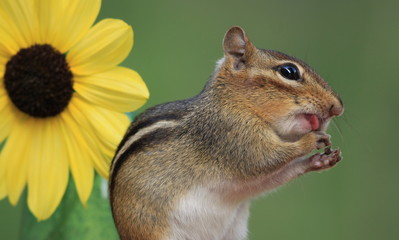 Adorable and cute Eastern Chipmunk licking hands and standing next to a lemon sunflower with green background