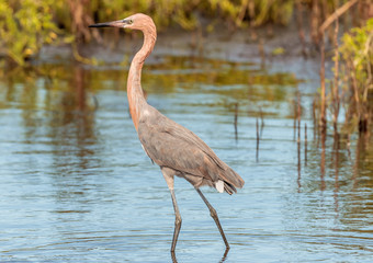 Roseate Spoonbill Preening