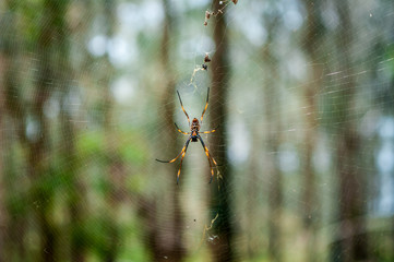 Golden Orb Spider on Her Web
