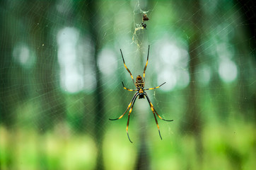 Golden Orb Spider on Her Web
