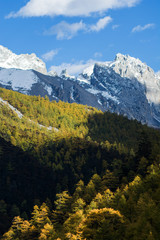 Pine trees in autumn