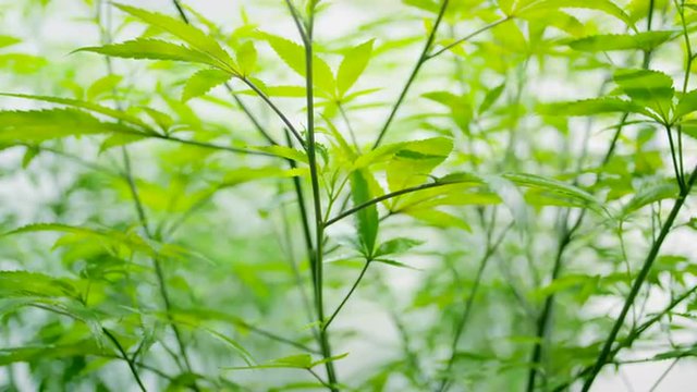 Marijuana Plants Grow Room