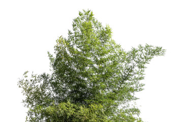 Bamboo tree isolated on white background