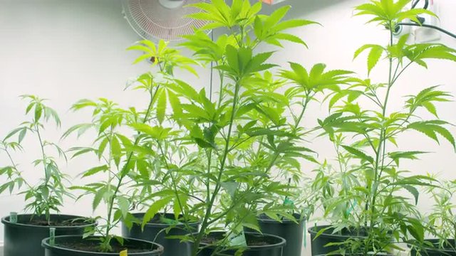 Marijuana Plants Grow Room