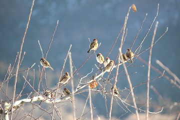 スズメがいる冬景色/雀が木々にとまる冬の晴れた日の景色