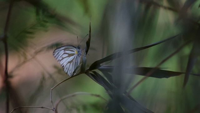 butterfly is resting  on the bamboo shoot in the forest with strong wind