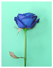 Fototapeta premium Blue rose flower on green background