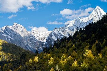 Mountain with snow and pine forest