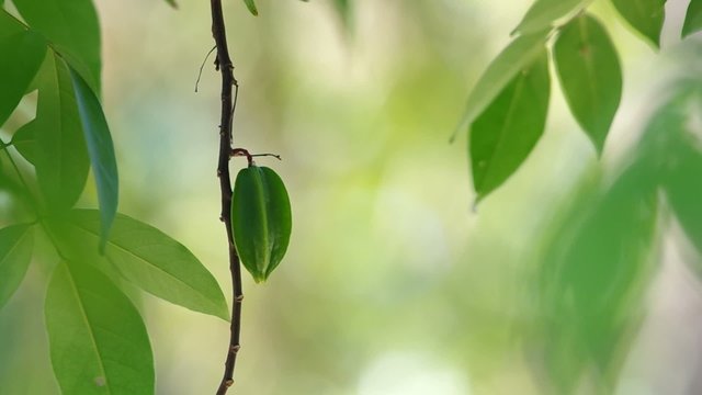 a young star fruit on the tree shaking with gently wind