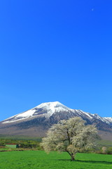 Fototapeta premium 岩手県八幡平 上坊牧野の一本桜