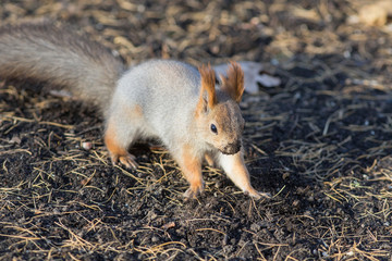 squirrel on ground