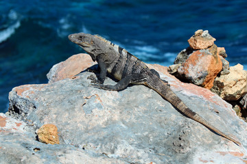Lesser Antillean Iguana at Punta Sur point (Acantilado del Amanecer - Cliff of the Dawn) on Isla Mujeres (island) across from Cancun on the Mexican