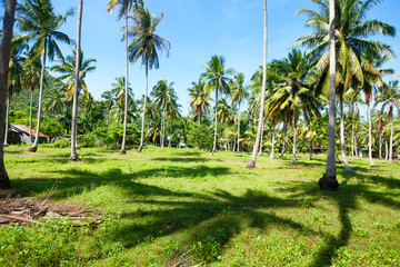 Obraz premium Palm trees on an island