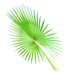 Fototapeta premium big palm leaf isolated on white