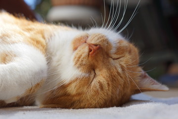 眠る茶猫