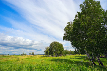 Beautiful heavenly landscape with trees and  green meadow.