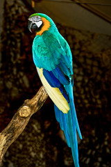 Blue & yellow Macaw back body & tail